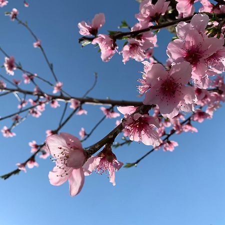 Itaca B&B Πιάνο ντι Σορέντο Εξωτερικό φωτογραφία